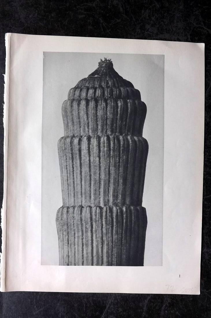 Blossfeldt, Karl 1928 First Edition Botanical Print 01: Photogravure Published 1928, Berlin for "Urformen der Kunst" by Karl Blossfeldt. First and Best Edition with the reverse side blank. Printed in Germany. Paper Size: 12.5 x 9.5 inch (32 x 24cm) Good Co