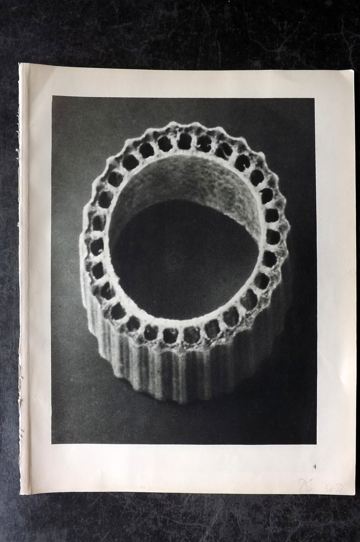 Blossfeldt, Karl 1928 First Edition Botanical Print 04: Photogravure Published 1928, Berlin for "Urformen der Kunst" by Karl Blossfeldt. First and Best Edition with the reverse side blank. Printed in Germany. Paper Size: 12.5 x 9.5 inch (32 x 24cm) Good Co