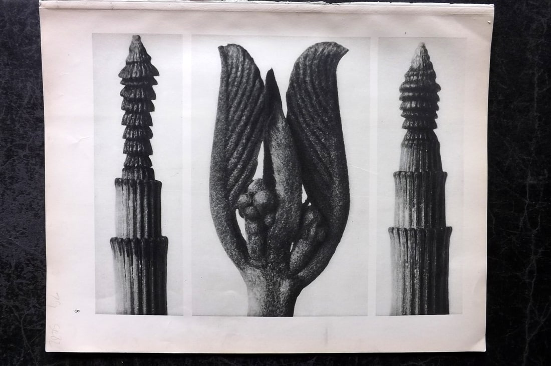 Blossfeldt, Karl 1928 First Edition Botanical Print 08 (1 of 1)