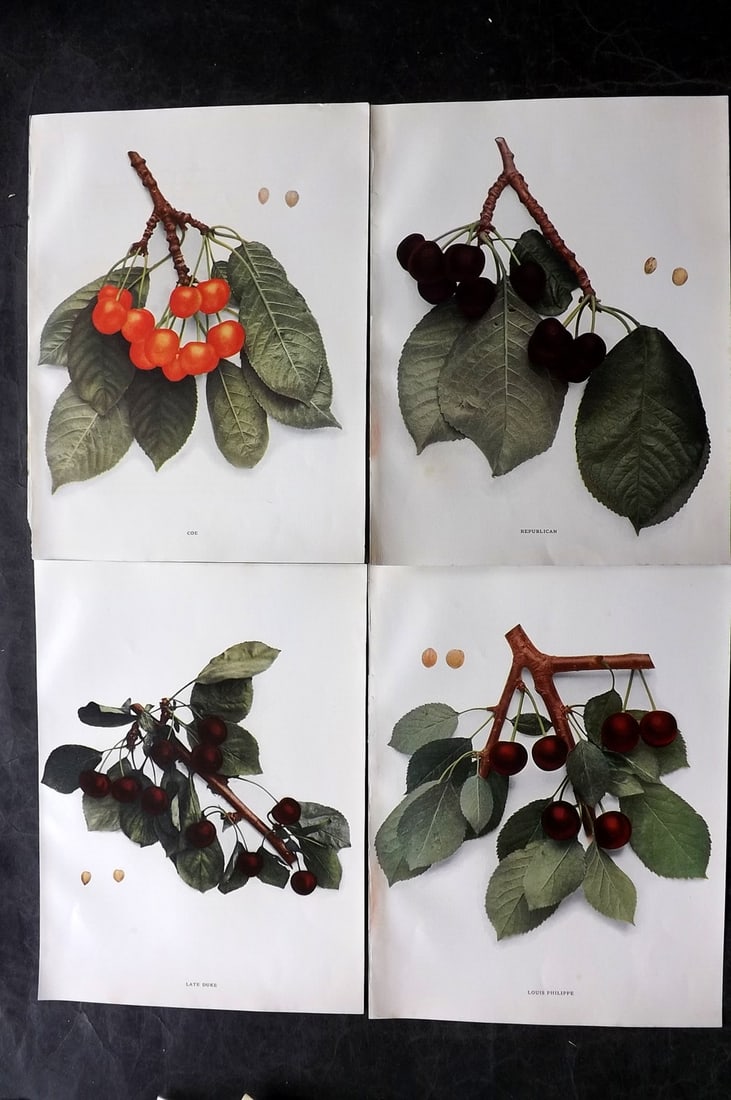 Hedrick, U. P. 1915 Lot of 4 Fruit Prints. Cherries (1 of 2)