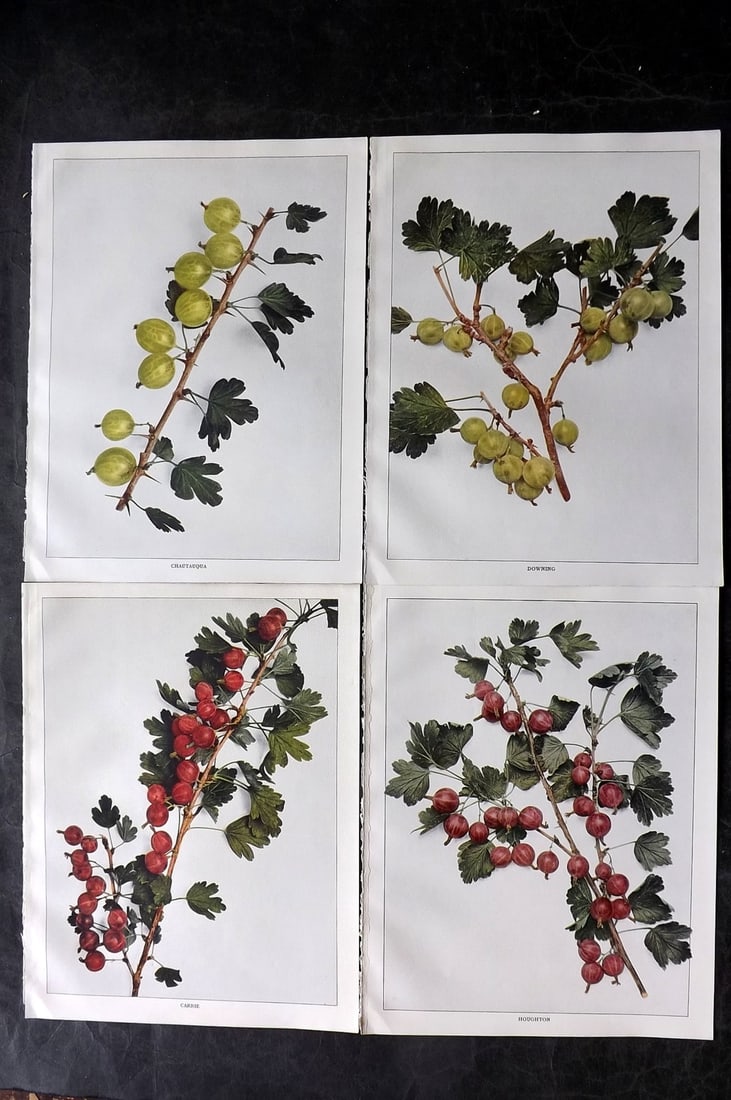 Hedrick, U. P. 1925 Lot of 4 Fruit Prints. Gooseberries: Offset Lithographs Published 1925, Albany for "The Small Fruits of New York" by Ulysses Prentiss Hedrick. Paper Size: 12 x 9 inch (30 x 23cm) Good Condition