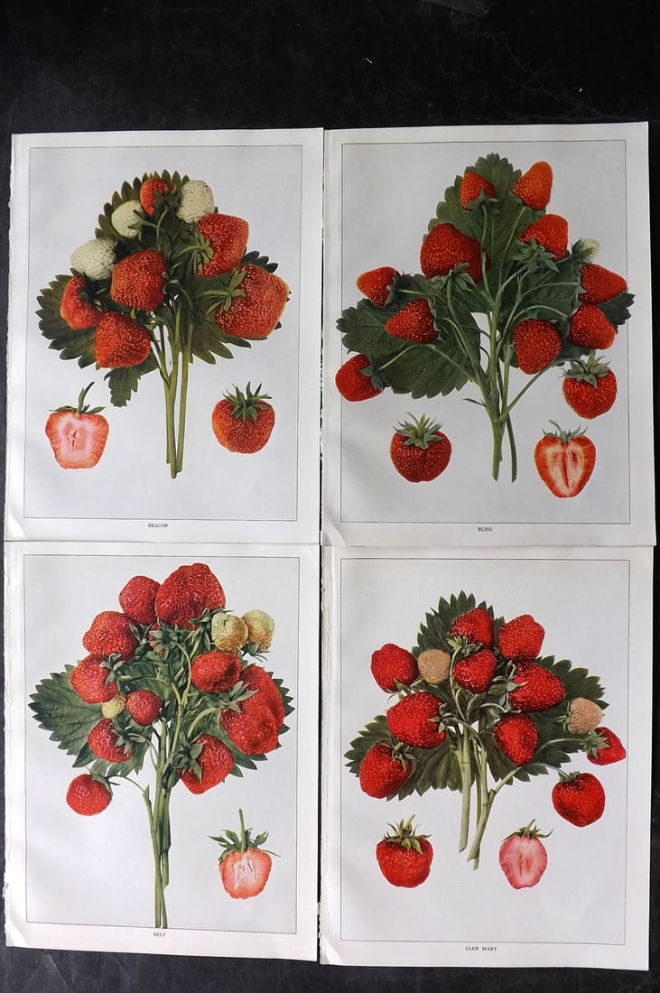 Hedrick, U. P. 1925 Lot of 4 Fruit Prints. Strawberries (1 of 2)