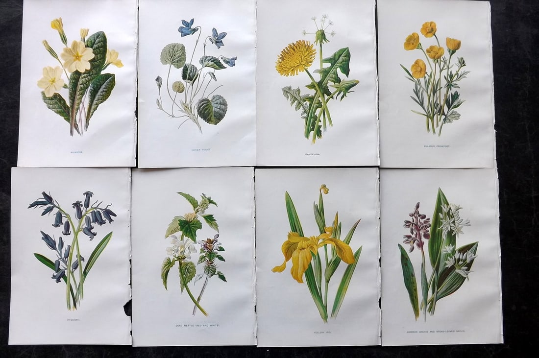 Hulme, Edward C1900 Lot of 8 Botanical Prints. Wild Flowers: Offset Lithographs Published C1900, London for "Familiar Wild Flowers" by F. Edward Hulme & Shirley Hibberd. Paper Size: 7.5 x 5 inch (19 x 13cm) Good Condition