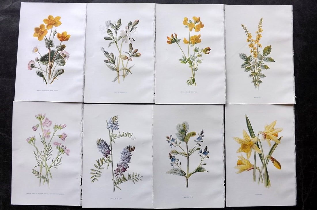 Hulme, Edward C1900 Lot of 8 Botanical Prints. Wild Flowers: Offset Lithographs Published C1900, London for "Familiar Wild Flowers" by F. Edward Hulme & Shirley Hibberd. Paper Size: 7.5 x 5 inch (19 x 13cm) Good Condition