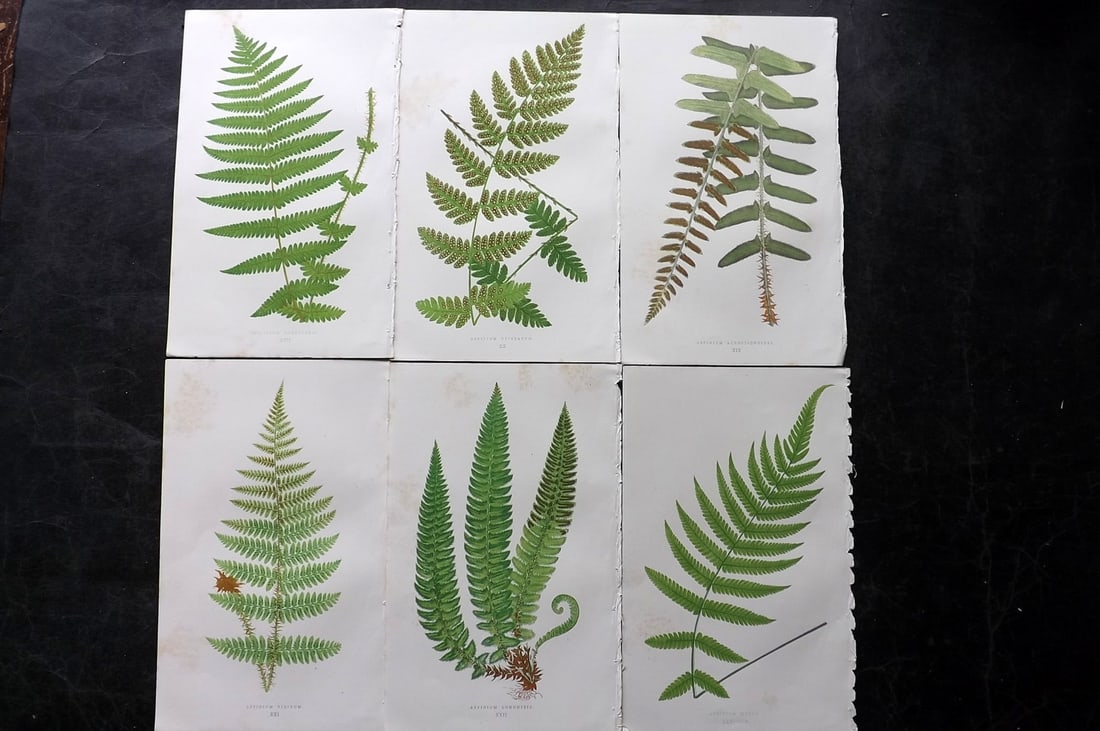 Lowe, Edward 1850's Lot of 6 Antique Fern Prints: Woodblocks Published 1856-60 by Groombridge and Sons, London for "Ferns: British and Exotic" by Edward Lowe. Illustrated by A.F. Lydon. Printed by Benjamin Fawcett. Paper Size: 10 x 6 inch (25 x 15cm)