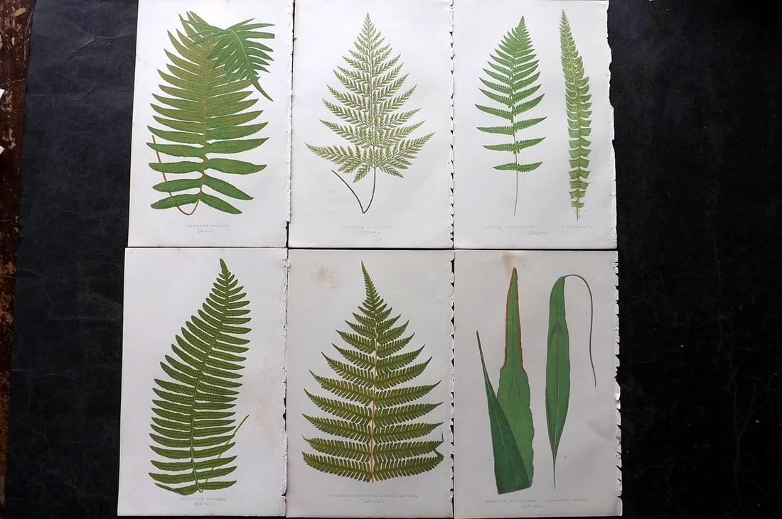 Lowe, Edward 1850's Lot of 6 Antique Fern Prints: Woodblocks Published 1856-60 by Groombridge and Sons, London for "Ferns: British and Exotic" by Edward Lowe. Illustrated by A.F. Lydon. Printed by Benjamin Fawcett. Paper Size: 10 x 6 inch (25 x 15cm)