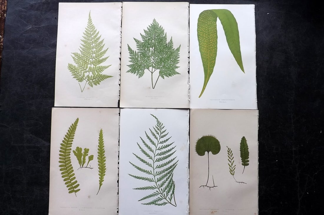 Lowe, Edward 1850's Lot of 6 Antique Fern Prints: Woodblocks Published 1856-60 by Groombridge and Sons, London for "Ferns: British and Exotic" by Edward Lowe. Illustrated by A.F. Lydon. Printed by Benjamin Fawcett. Paper Size: 10 x 6 inch (25 x 15cm)