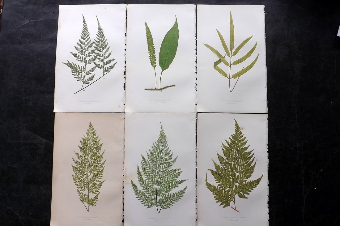 Lowe, Edward 1850's Lot of 6 Antique Fern Prints: Woodblocks Published 1856-60 by Groombridge and Sons, London for "Ferns: British and Exotic" by Edward Lowe. Illustrated by A.F. Lydon. Printed by Benjamin Fawcett. Paper Size: 10 x 6 inch (25 x 15cm)
