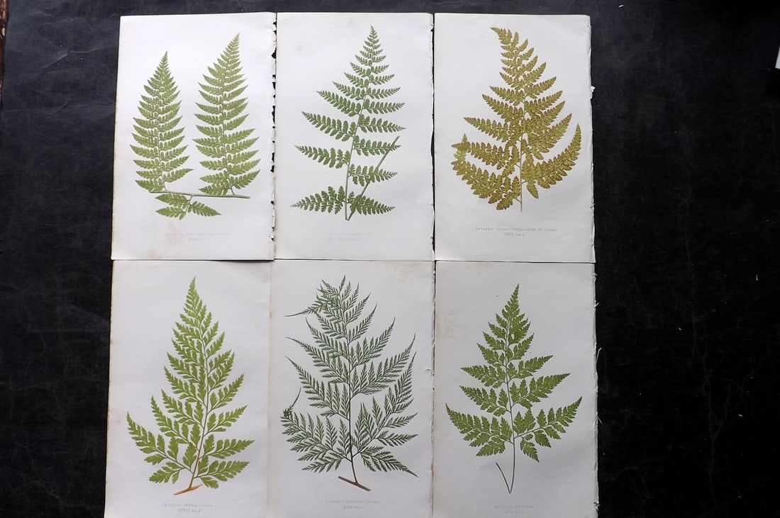 Lowe, Edward 1850's Lot of 6 Antique Fern Prints: Woodblocks Published 1856-60 by Groombridge and Sons, London for "Ferns: British and Exotic" by Edward Lowe. Illustrated by A.F. Lydon. Printed by Benjamin Fawcett. Paper Size: 10 x 6 inch (25 x 15cm)