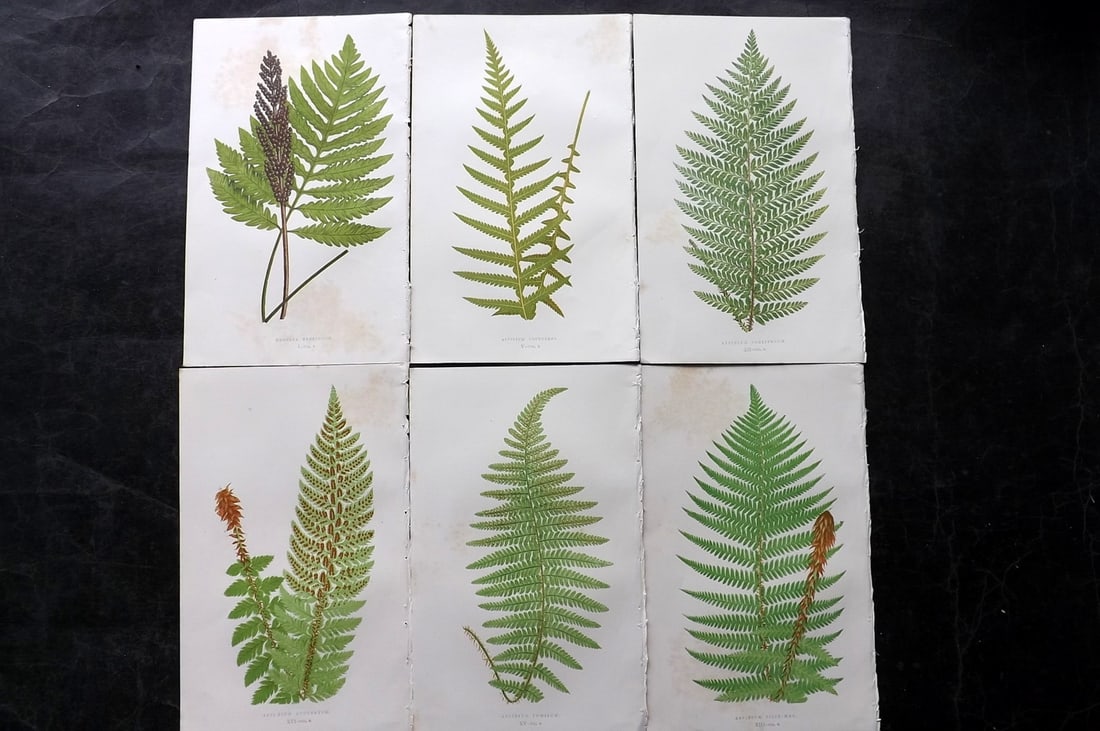 Lowe, Edward 1850's Lot of 6 Antique Fern Prints: Woodblocks Published 1856-60 by Groombridge and Sons, London for "Ferns: British and Exotic" by Edward Lowe. Illustrated by A.F. Lydon. Printed by Benjamin Fawcett. Paper Size: 10 x 6 inch (25 x 15cm)