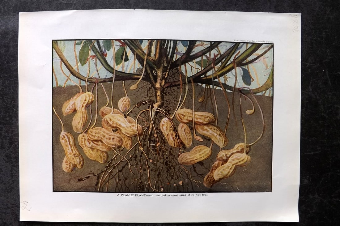 Ward, Artemas 1923 Antique Botanical Print. A Peanut Plant: Offset Lithograph Published 1923, New York for "The Encyclopedia of Food" by Artemas Ward. Paper Size: 10.5 x 7.5 inch (27 x 19cm) Good Condition