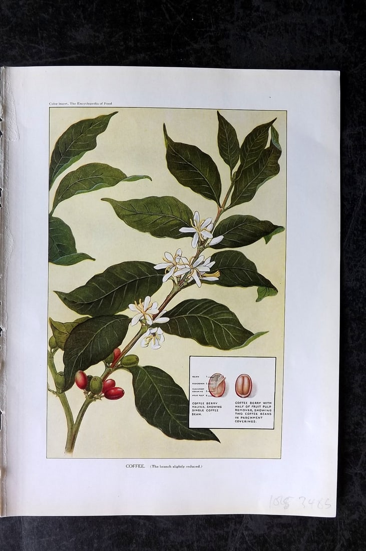 Ward, Artemas 1923 Antique Botanical Print. Coffee: Offset Lithograph Published 1923, New York for "The Encyclopedia of Food" by Artemas Ward. Paper Size: 10.5 x 7.5 inch (27 x 19cm) Good Condition