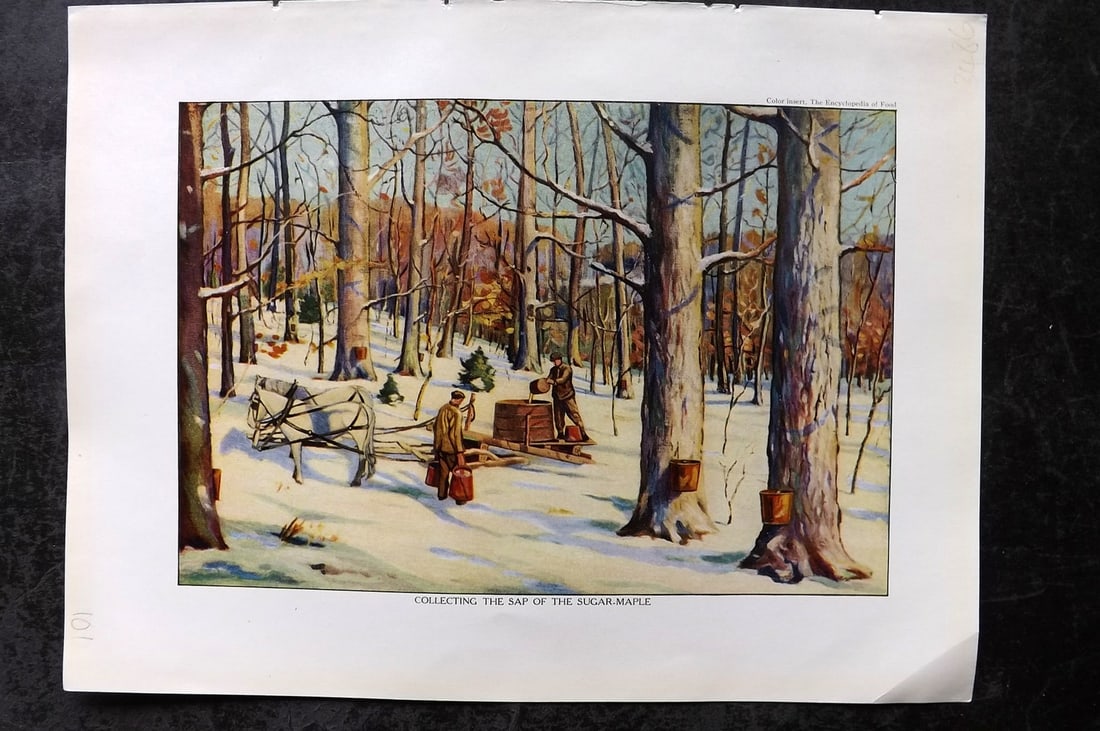 Ward, Artemas 1923 Antique Botanical Print. Collecting The Sap of the Sugar Maple (1 of 1)