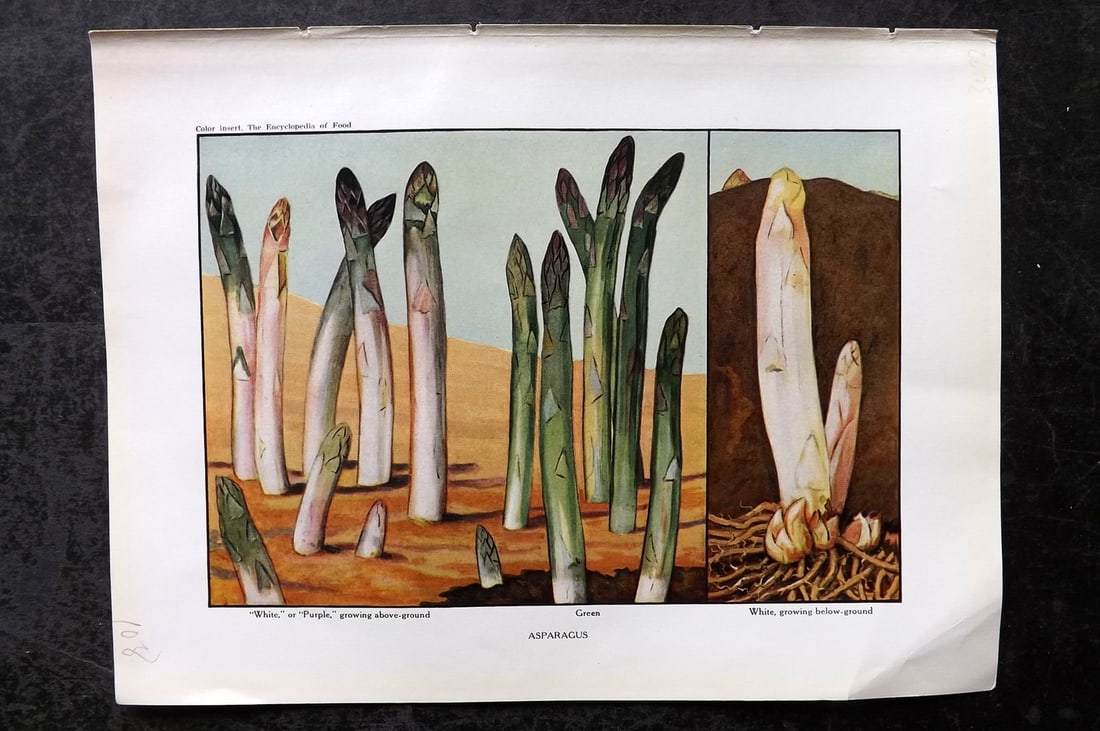 Ward, Artemas 1923 Antique Vegetable Print. Asparagus: Offset Lithograph Published 1923, New York for "The Encyclopedia of Food" by Artemas Ward. Paper Size: 10.5 x 7.5 inch (27 x 19cm) Good Condition