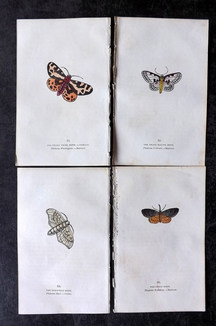 Brown, Capt. Thomas 1832 Lot of 4 Hand Col Moth Prints (1 of 2)