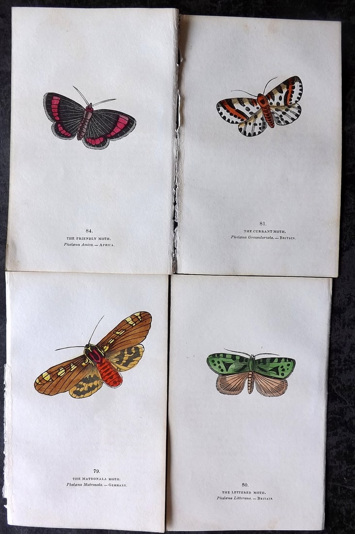 Brown, Capt. Thomas 1832 Lot of 4 Hand Col Moth Prints (1 of 2)