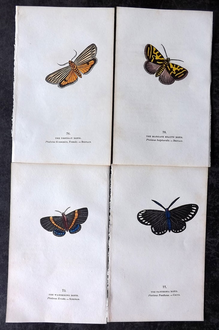 Brown, Capt. Thomas 1832 Lot of 4 Hand Col Moth Prints (1 of 2)