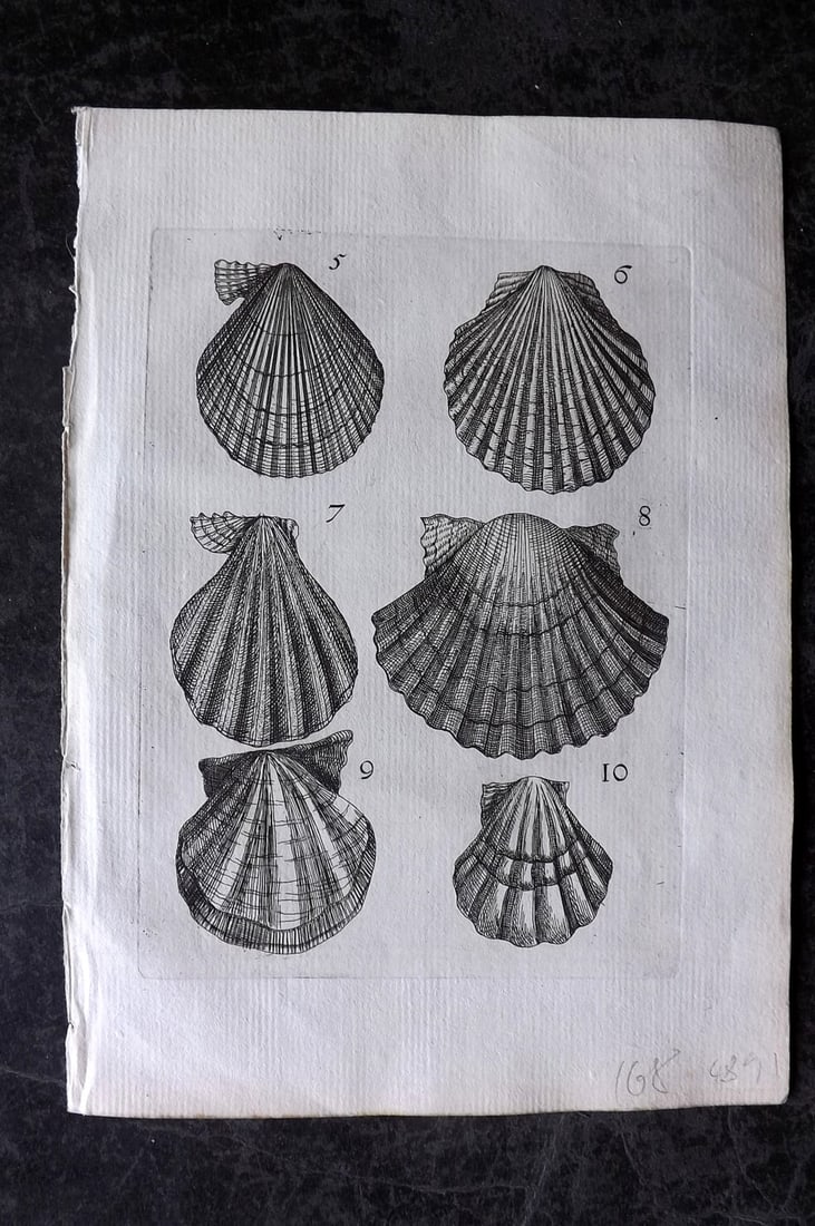 Buonanni, Filippo 1684 Rare Antique Shell Print 5-10 (1 of 1)