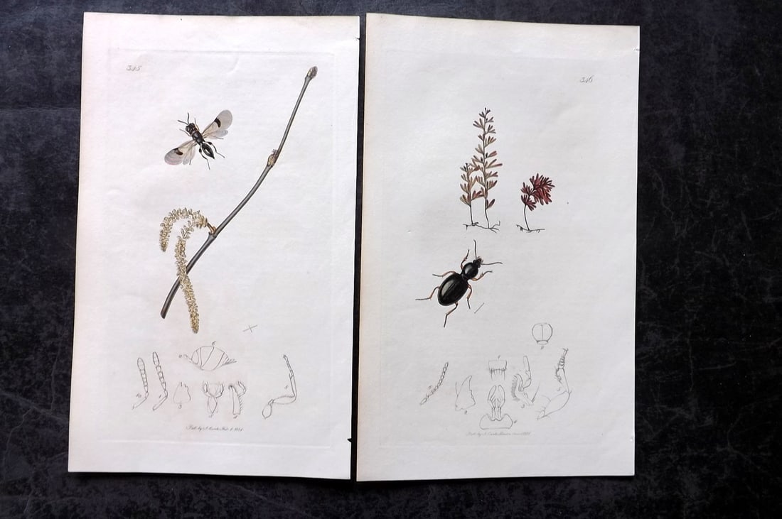 Curtis, John 1831 Pair of HCol Insect Botanical Prints, First Edition: Hand Colored Etchings Published 1823-39, London for "British Entomology: Being Illustrations and Descriptions of the Genera of Insects found in Great Britain and Ireland" First Edition by John Curtis.