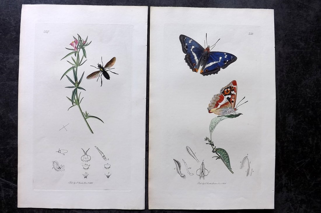 Curtis, John 1831 Pair of HCol Insect Botanical Prints, First Edition (1 of 2)