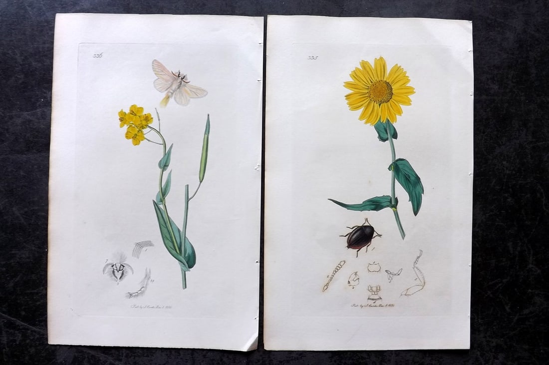 Curtis, John 1831 Pair of HCol Insect Botanical Prints, First Edition (1 of 2)