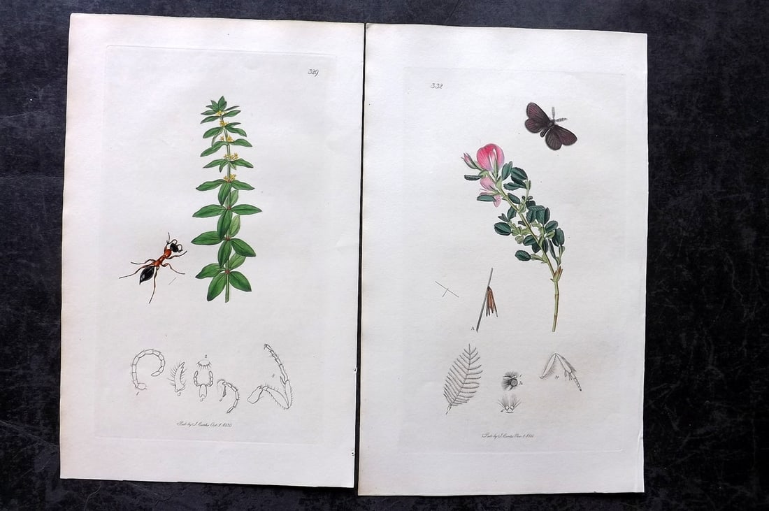 Curtis, John 1831 Pair of HCol Insect Botanical Prints, First Edition (1 of 2)