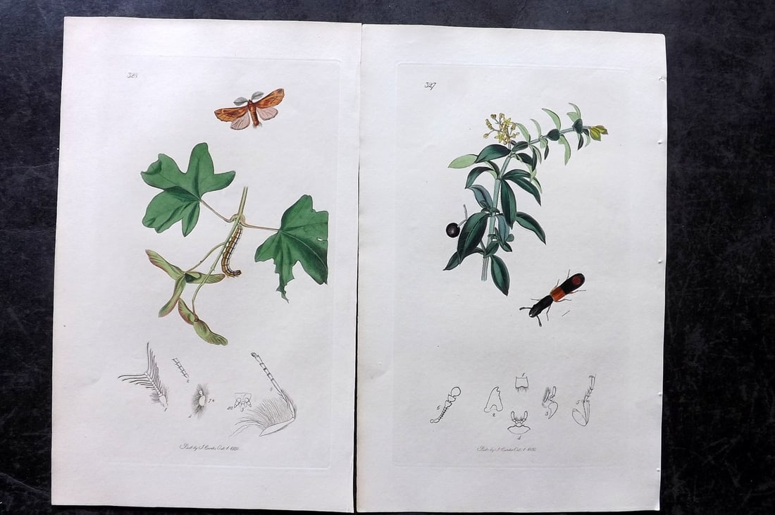 Curtis, John 1831 Pair of HCol Insect Botanical Prints, First Edition: Hand Colored Etchings Published 1823-39, London for "British Entomology: Being Illustrations and Descriptions of the Genera of Insects found in Great Britain and Ireland" First Edition by John Curtis.