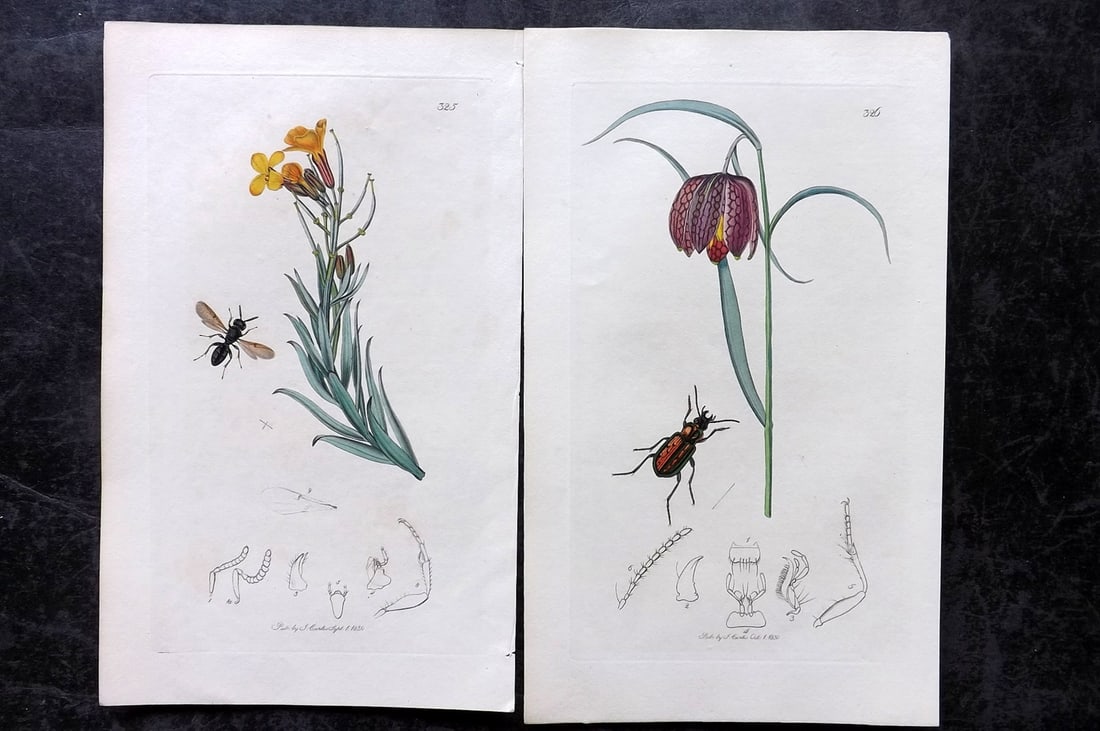 Curtis, John 1831 Pair of HCol Insect Botanical Prints, First Edition (1 of 2)