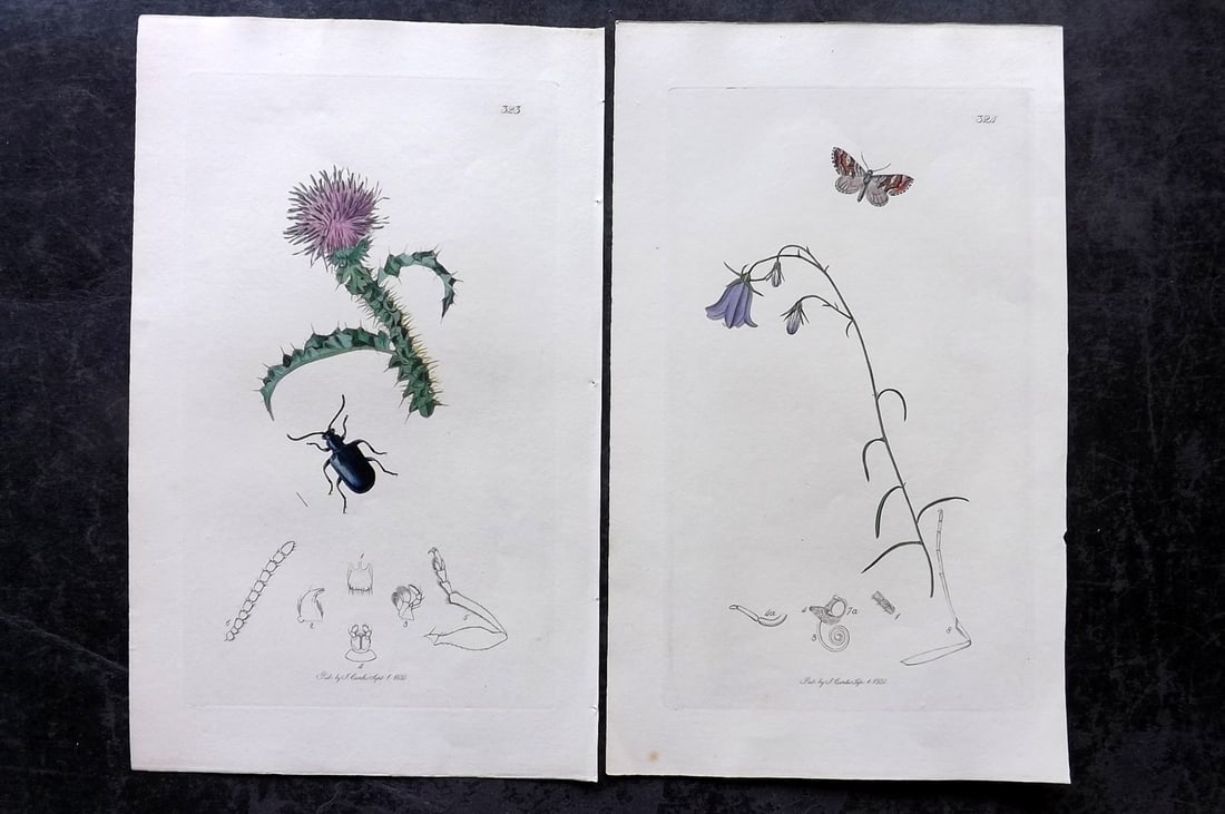 Curtis, John 1831 Pair of HCol Insect Botanical Prints, First Edition (1 of 2)