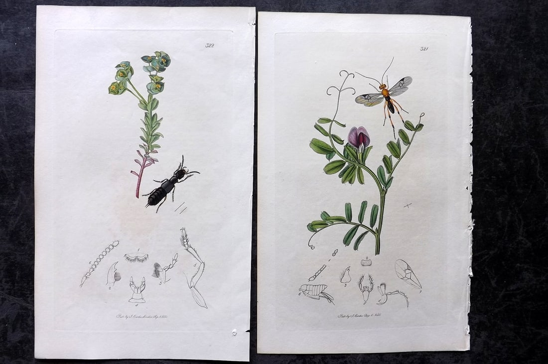Curtis, John 1831 Pair of HCol Insect Botanical Prints, First Edition: Hand Colored Etchings Published 1823-39, London for "British Entomology: Being Illustrations and Descriptions of the Genera of Insects found in Great Britain and Ireland" First Edition by John Curtis.