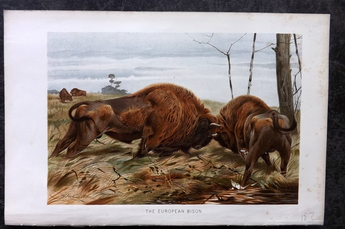Lydekker, Richard 1896 Antique Print. European Bison: Chromolithograph Published 1894-96, London for "The Royal Natural History" by Richard Lydekker. Illustrated by Smit, Keulemans, Wolf and others. Paper Size: 10 x 6.5 inch (25 x 16.5cm) Good Condition