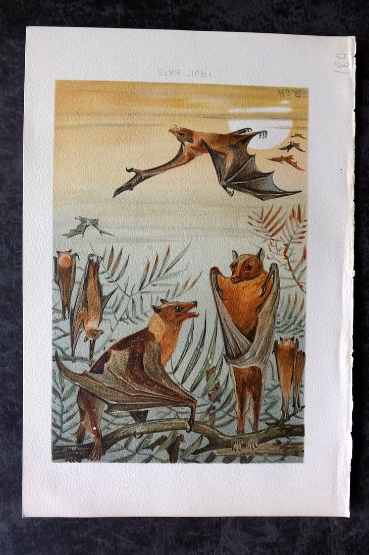 Lydekker, Richard 1896 Antique Print. Fruit Bats: Chromolithograph Published 1894-96, London for "The Royal Natural History" by Richard Lydekker. Illustrated by Smit, Keulemans, Wolf and others. Paper Size: 10 x 6.5 inch (25 x 16.5cm) Good Condition