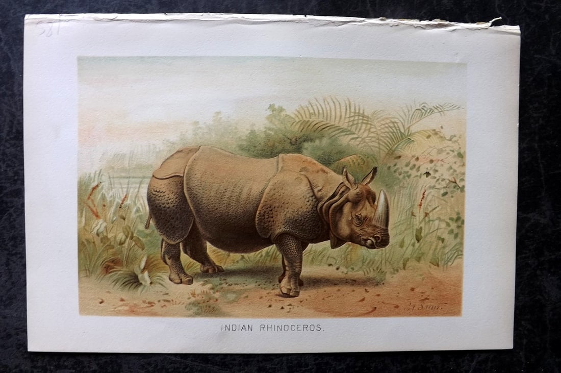 Lydekker, Richard 1896 Antique Print. Indian Rhinoceros: Chromolithograph Published 1894-96, London for "The Royal Natural History" by Richard Lydekker. Illustrated by Smit, Keulemans, Wolf and others. Paper Size: 10 x 6.5 inch (25 x 16.5cm) Good Condition