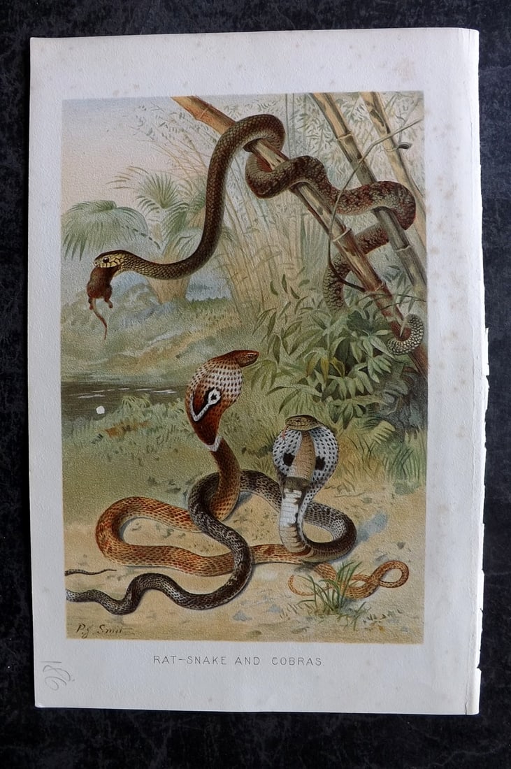 Lydekker, Richard 1896 Antique Print. Rat Snake and Cobras: Chromolithograph Published 1894-96, London for "The Royal Natural History" by Richard Lydekker. Illustrated by Smit, Keulemans, Wolf and others. Paper Size: 10 x 6.5 inch (25 x 16.5cm) Very minor marg