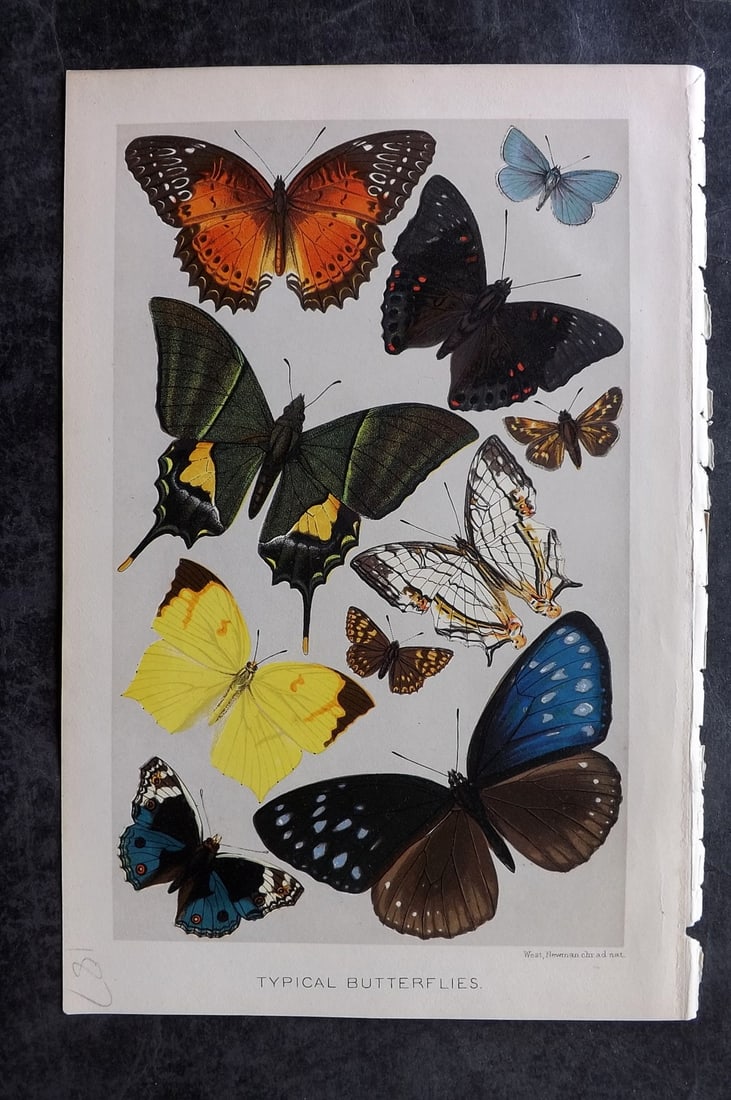Lydekker, Richard 1896 Antique Print. Typical Butterflies: Chromolithograph Published 1894-96, London for "The Royal Natural History" by Richard Lydekker. Illustrated by Smit, Keulemans, Wolf and others. Paper Size: 10 x 6.5 inch (25 x 16.5cm) Good Condition