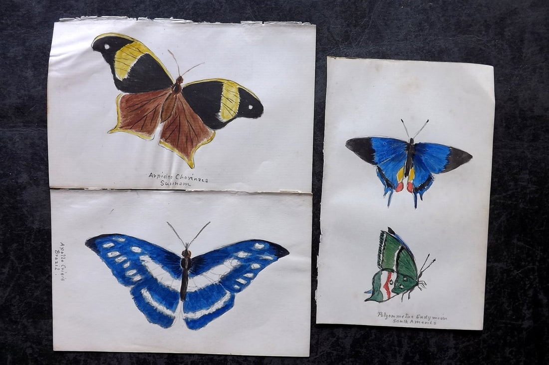 Original Art 19th Cent. Lot of 3 Watercoloursof Butterflies & Moths (1 of 2)