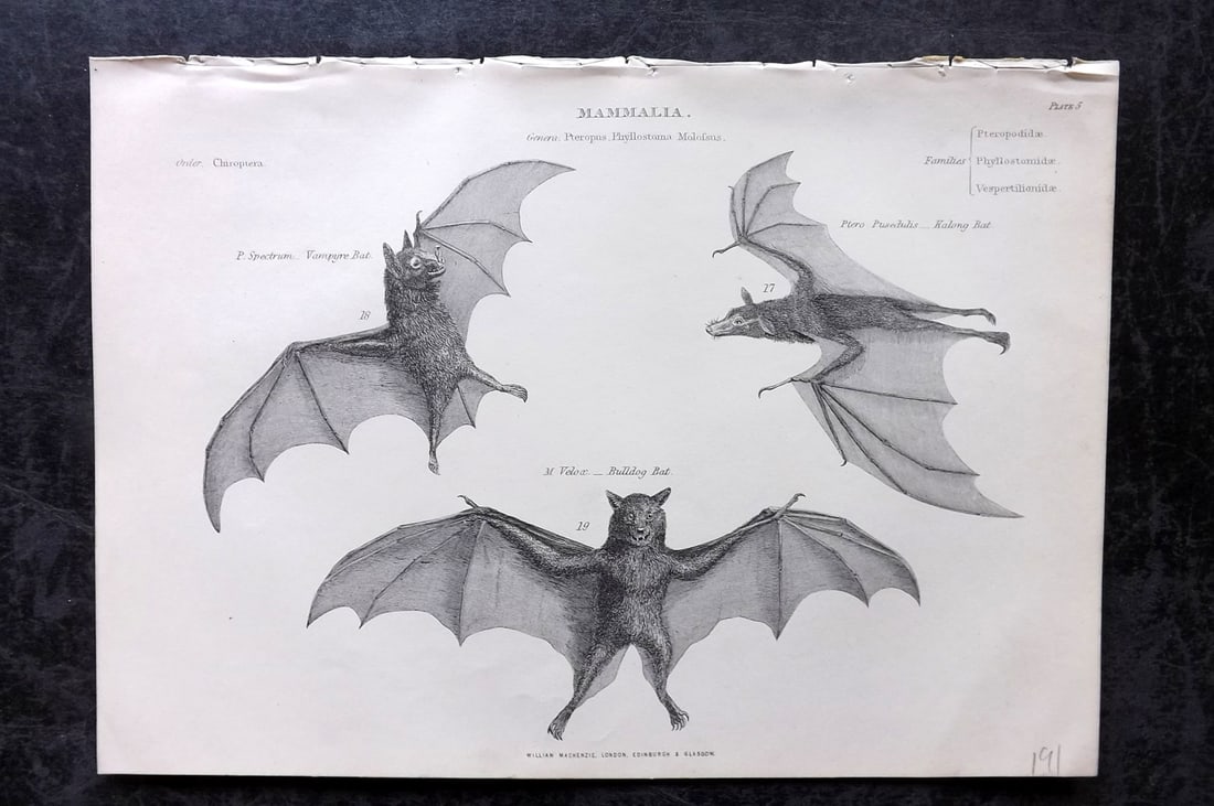 Richardson, John 1862 Antique Print. Bats (1 of 1)