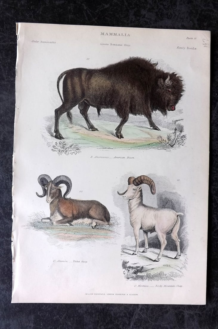 Richardson, John 1862 Hand Col Print. American Bison, Rocky Mountain & Tibet Sheep (1 of 1)