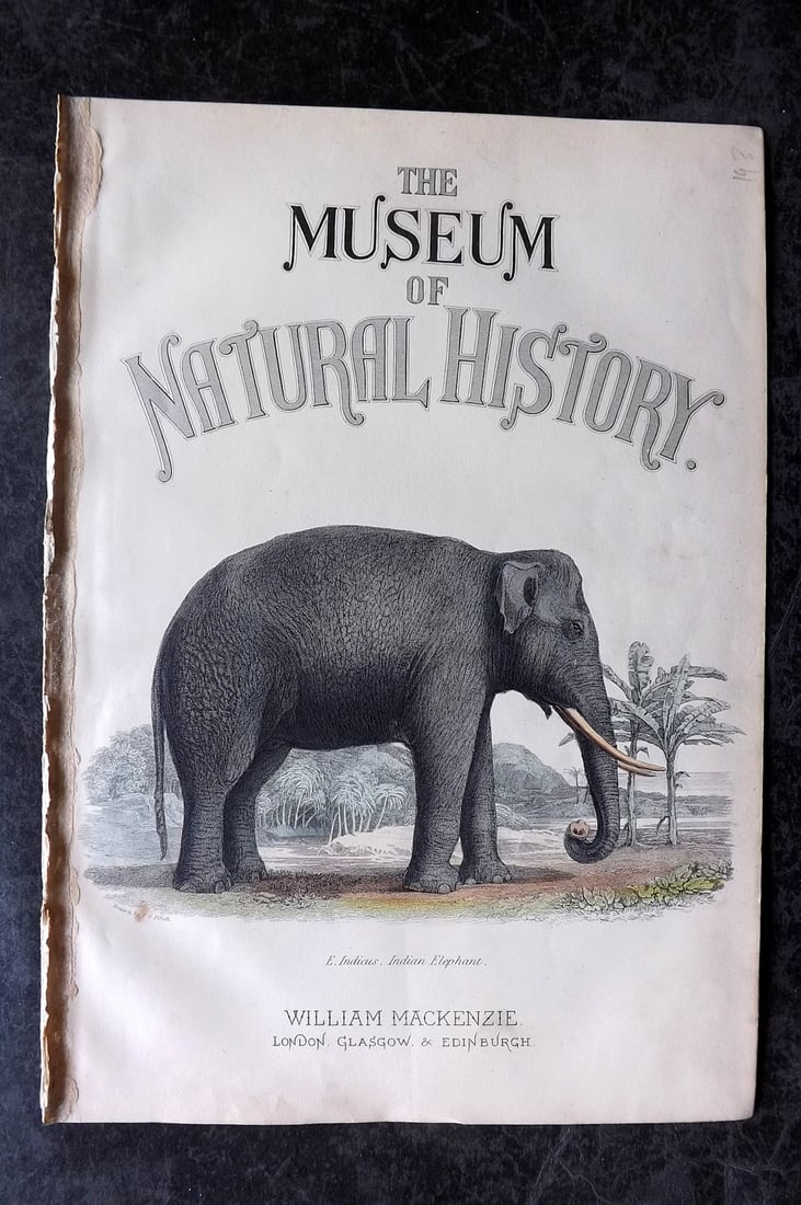 Richardson, John 1862 Hand Col Print. Elephant, llus. Title: Hand Colored Steel Engraving/Etching Published 1859-62 by William Mackenzie, Edinburgh & London for "The Museum of Natural History" by John Richardson. Paper Size: 10.5 x 7 inch (27 x 18cm) Good Condi