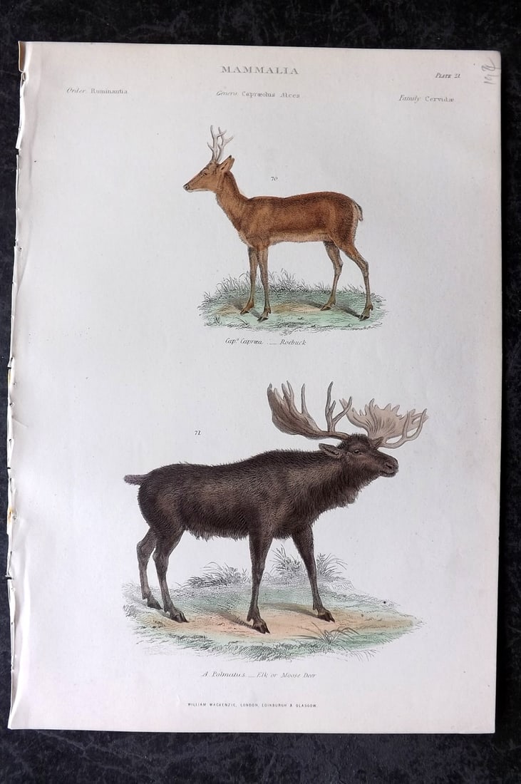 Richardson, John 1862 Hand Col Print. Elk, Roebuck: Hand Colored Steel Engraving/Etching Published 1859-62 by William Mackenzie, Edinburgh & London for "The Museum of Natural History" by John Richardson. Paper Size: 10.5 x 7 inch (27 x 18cm) Good Condi