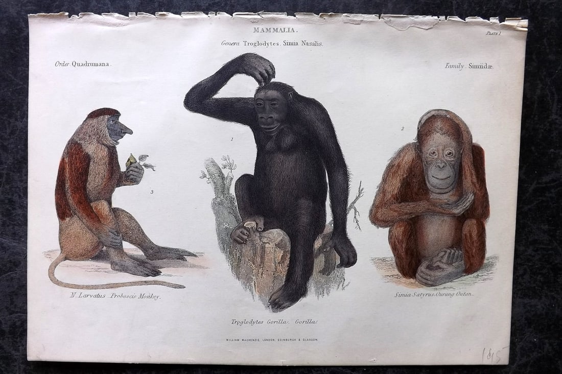 Richardson, John 1862 Hand Col Print. Monkey, Gorilla, Orangutan: Hand Colored Steel Engraving/Etching Published 1859-62 by William Mackenzie, Edinburgh & London for "The Museum of Natural History" by John Richardson. Paper Size: 10.5 x 7 inch (27 x 18cm) Good Condi