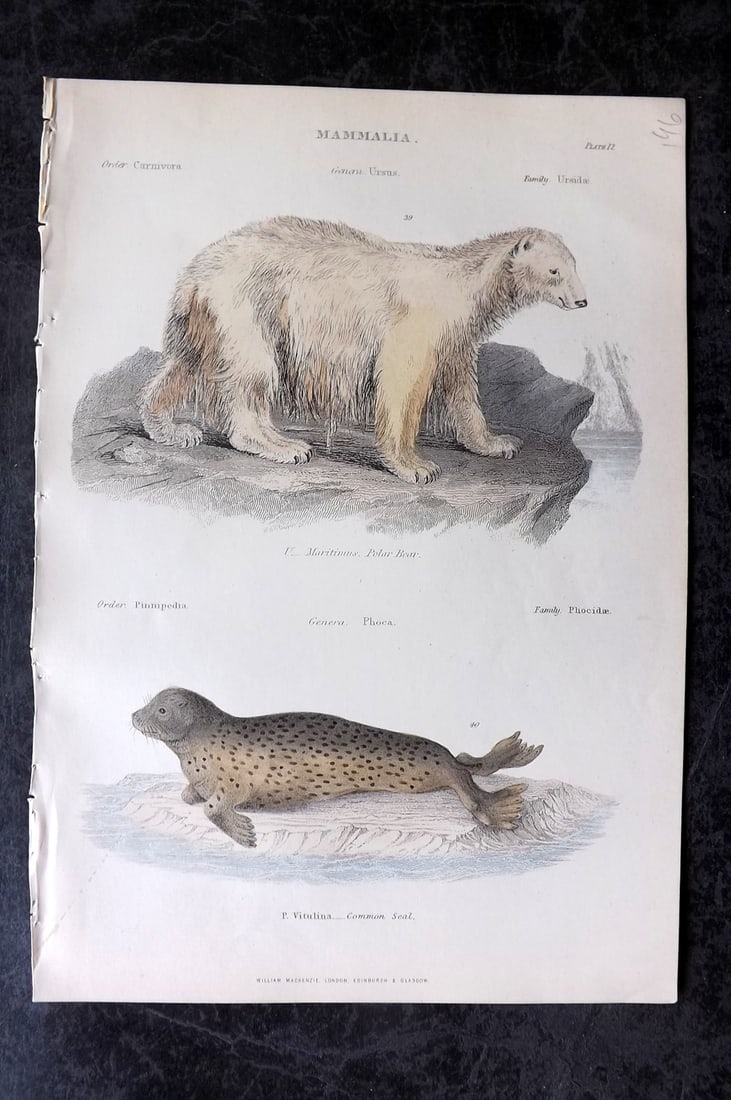 Richardson, John 1862 Hand Col Print. Polar Bear, Seal: Hand Colored Steel Engraving/Etching Published 1859-62 by William Mackenzie, Edinburgh & London for "The Museum of Natural History" by John Richardson. Paper Size: 10.5 x 7 inch (27 x 18cm) Good Condi