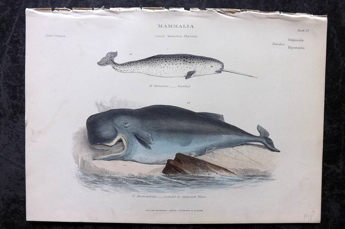 Richardson, John 1862 Hand Col Print. Sperm Whale & Narwhal: Hand Colored Steel Engraving/Etching Published 1859-62 by William Mackenzie, Edinburgh & London for "The Museum of Natural History" by John Richardson. Paper Size: 10.5 x 7 inch (27 x 18cm) Good Condi