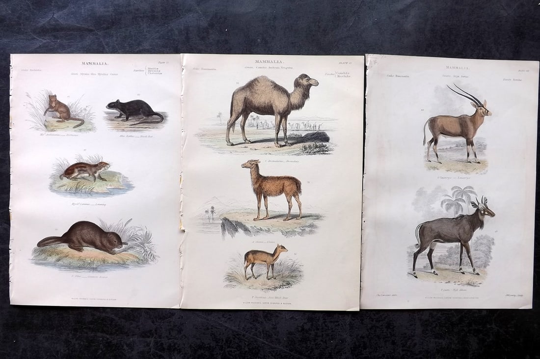Richardson, John 1862 Lot of 3 Hand Col Animal Prints (1 of 2)