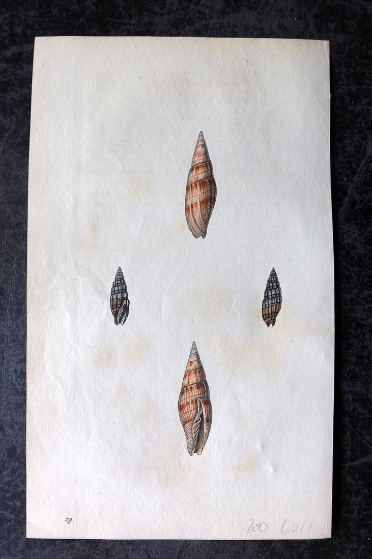 Swainson, William 1820 Hand Col Print. Basket Mitre Shells 29 (1 of 1)