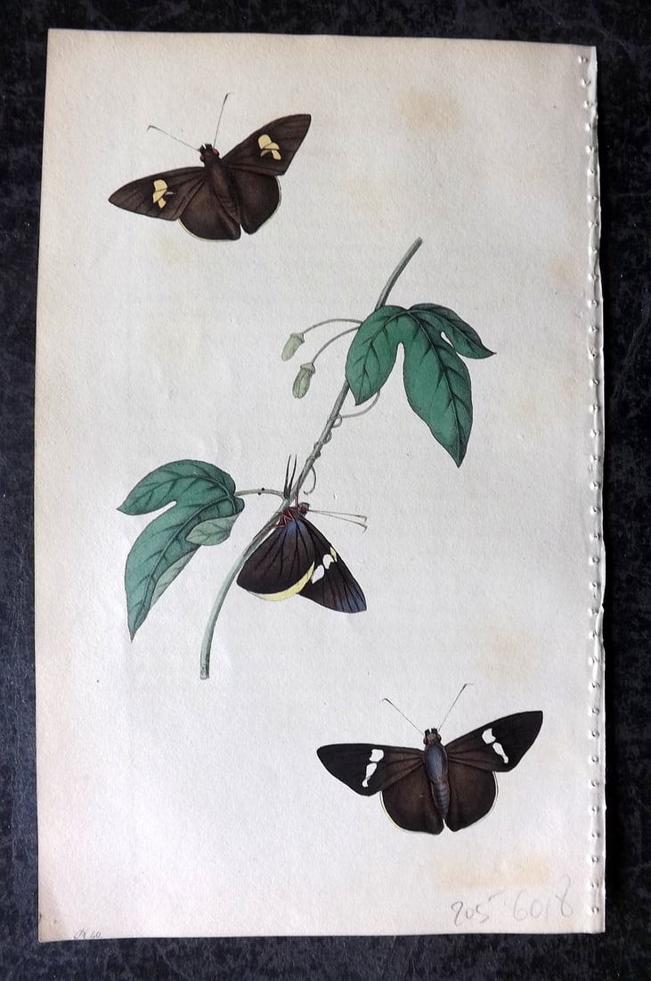 Swainson, William 1820 Hand Col Print. Hesperia Cynisca 40 (1 of 1)