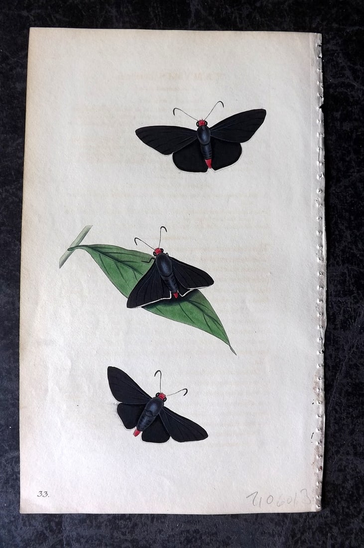 Swainson, William 1820 Hand Col Print. Tamyris Zeleucus Butterfly 33 (1 of 1)