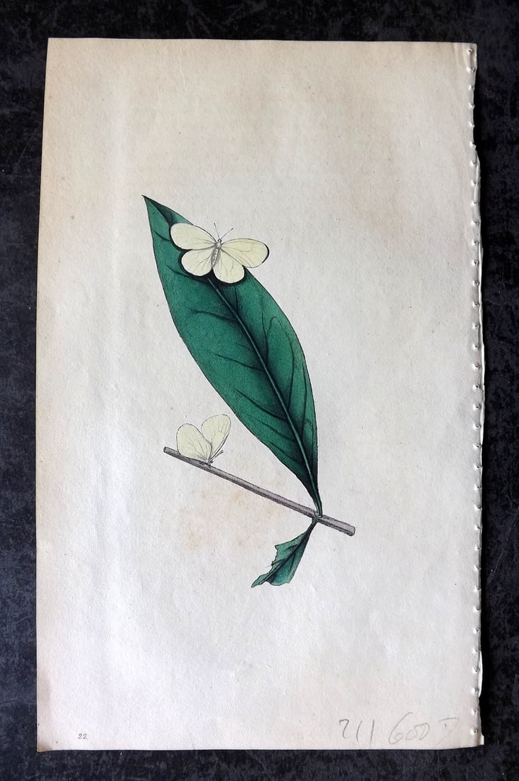 Swainson, William 1820 Hand Col Print. Terias Elvina Butterfly 22 (1 of 1)