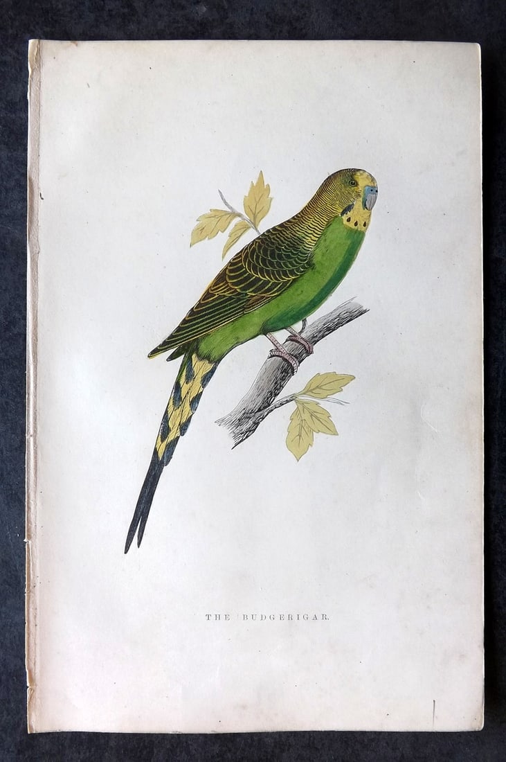 Greene, William 1885 Hand Col Bird Print. Budgerigar Budgie Australia: Woodblocks Published 1885, London for "Birds I Have Kept in Years Gone By" by William T. Greene. Printed in colours and finished by hand. Paper Size: 7 x 5 inch (18 x 12cm) Very Minor background tonin