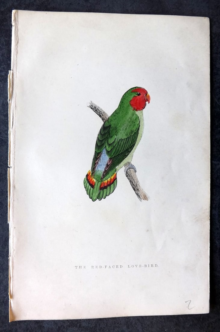 Greene, William 1885 Hand Col Bird Print. Red Faced Love Bird: Woodblocks Published 1885, London for "Birds I Have Kept in Years Gone By" by William T. Greene. Printed in colours and finished by hand. Paper Size: 7 x 5 inch (18 x 12cm) Very Minor background tonin